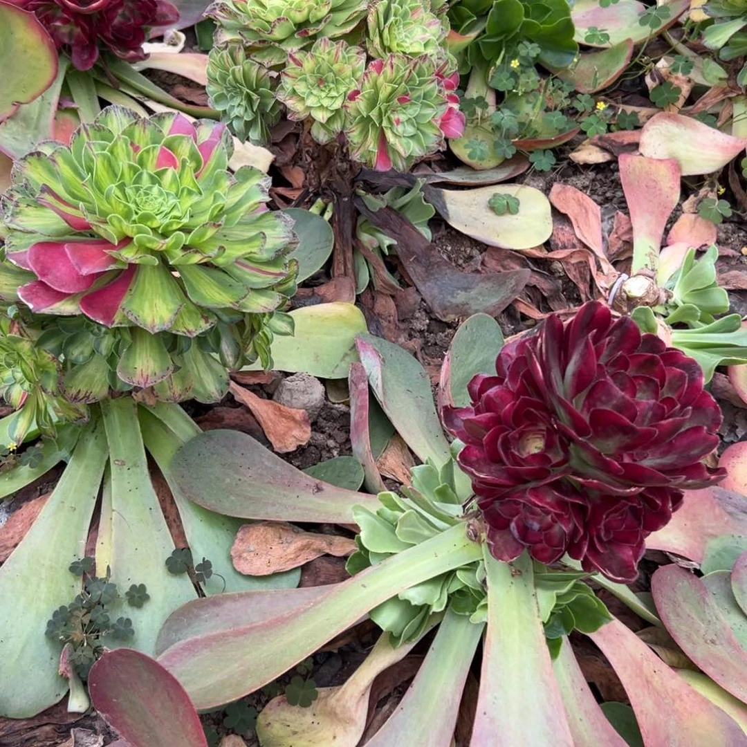 7077知否无根不寄养30多肉