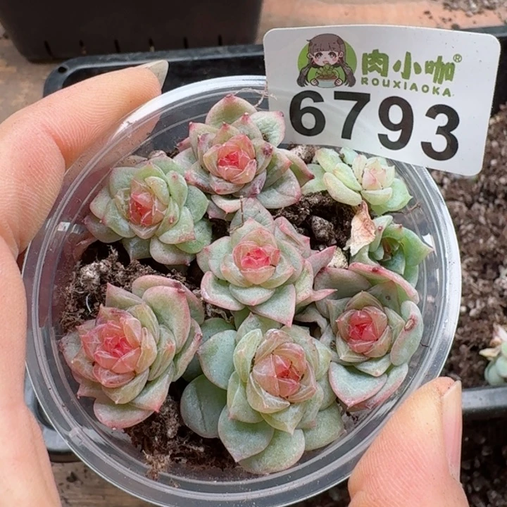 多肉植物多肉植物