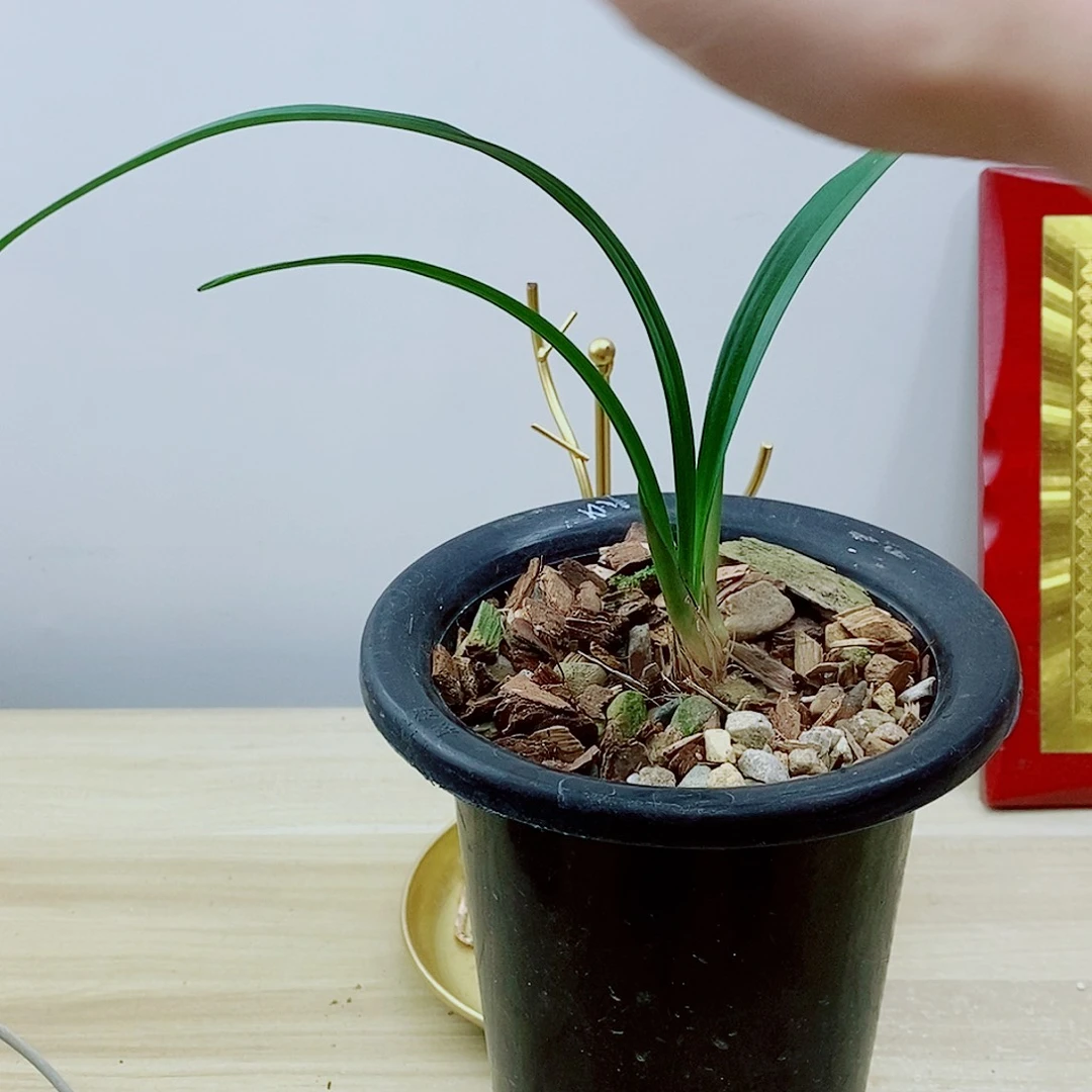 当前无花栽培后可以开花仙