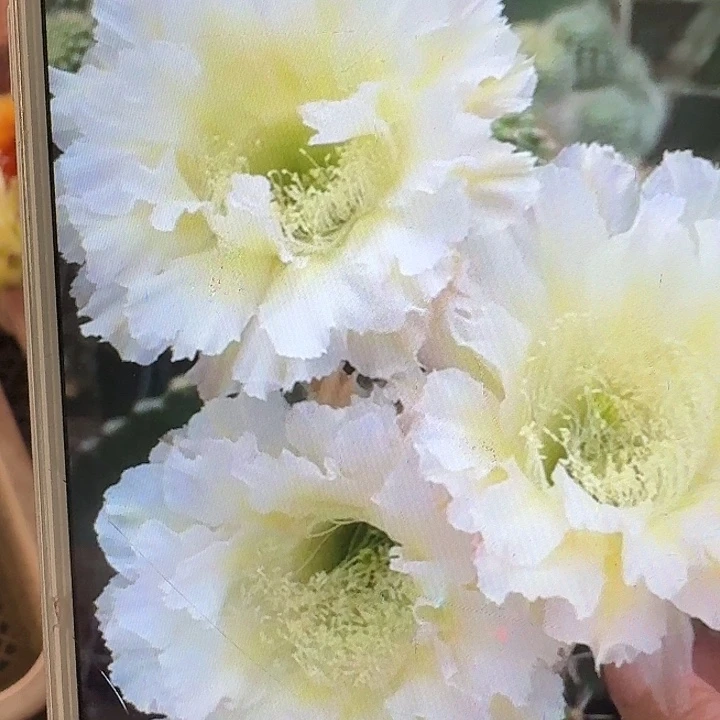 卷可可侧芽4公分彩草