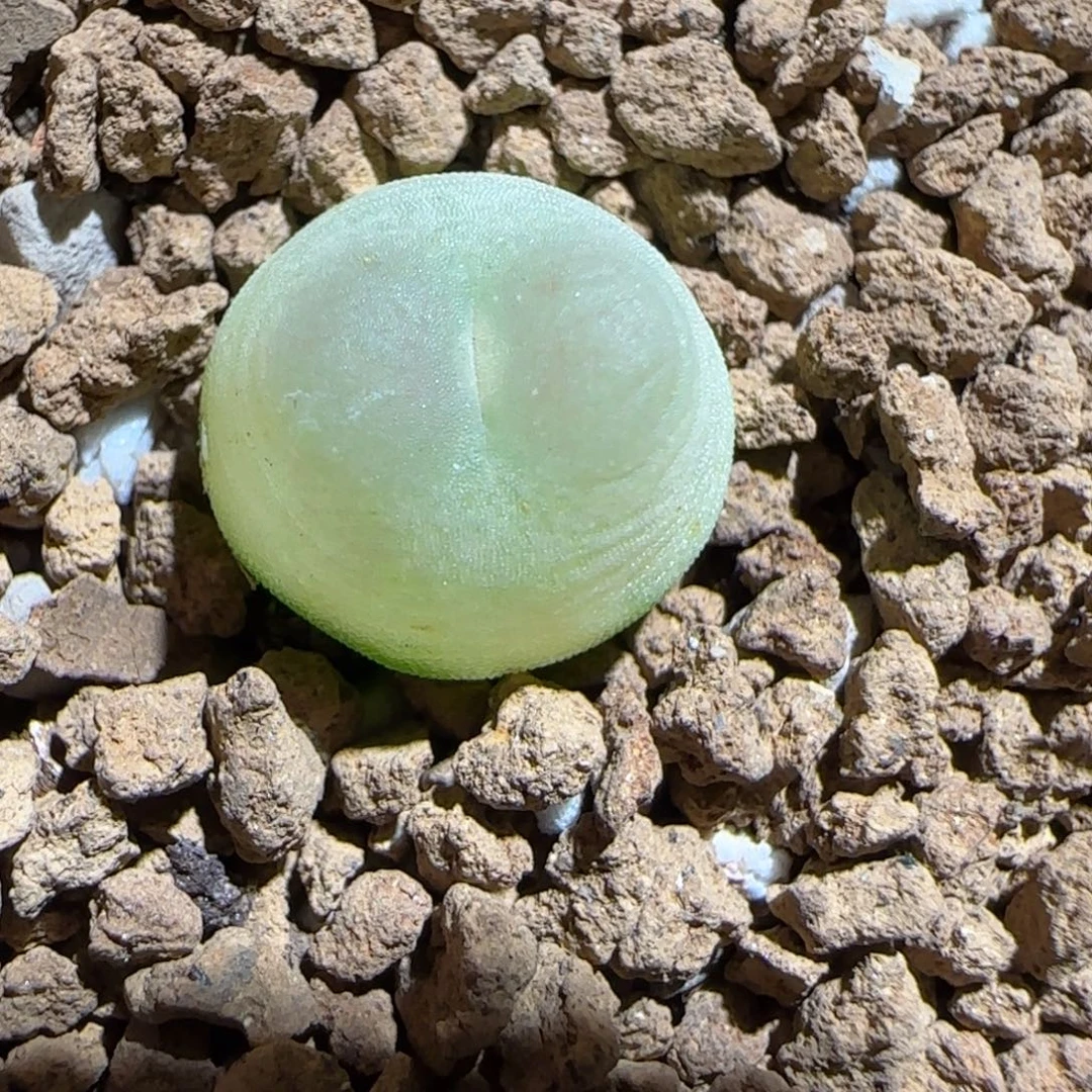 肉锥多肉植物组合-日式拉登1216