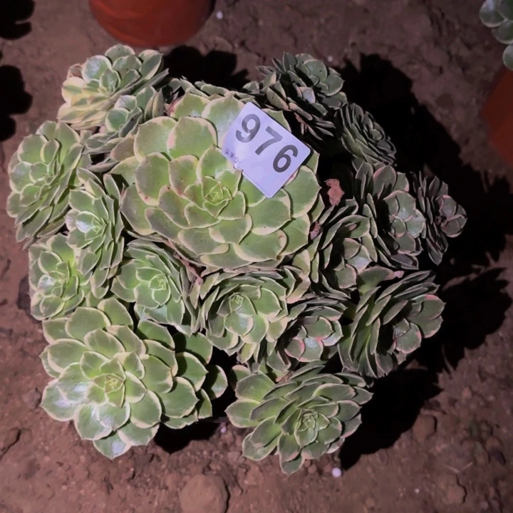 976孔雀翎多肉植物