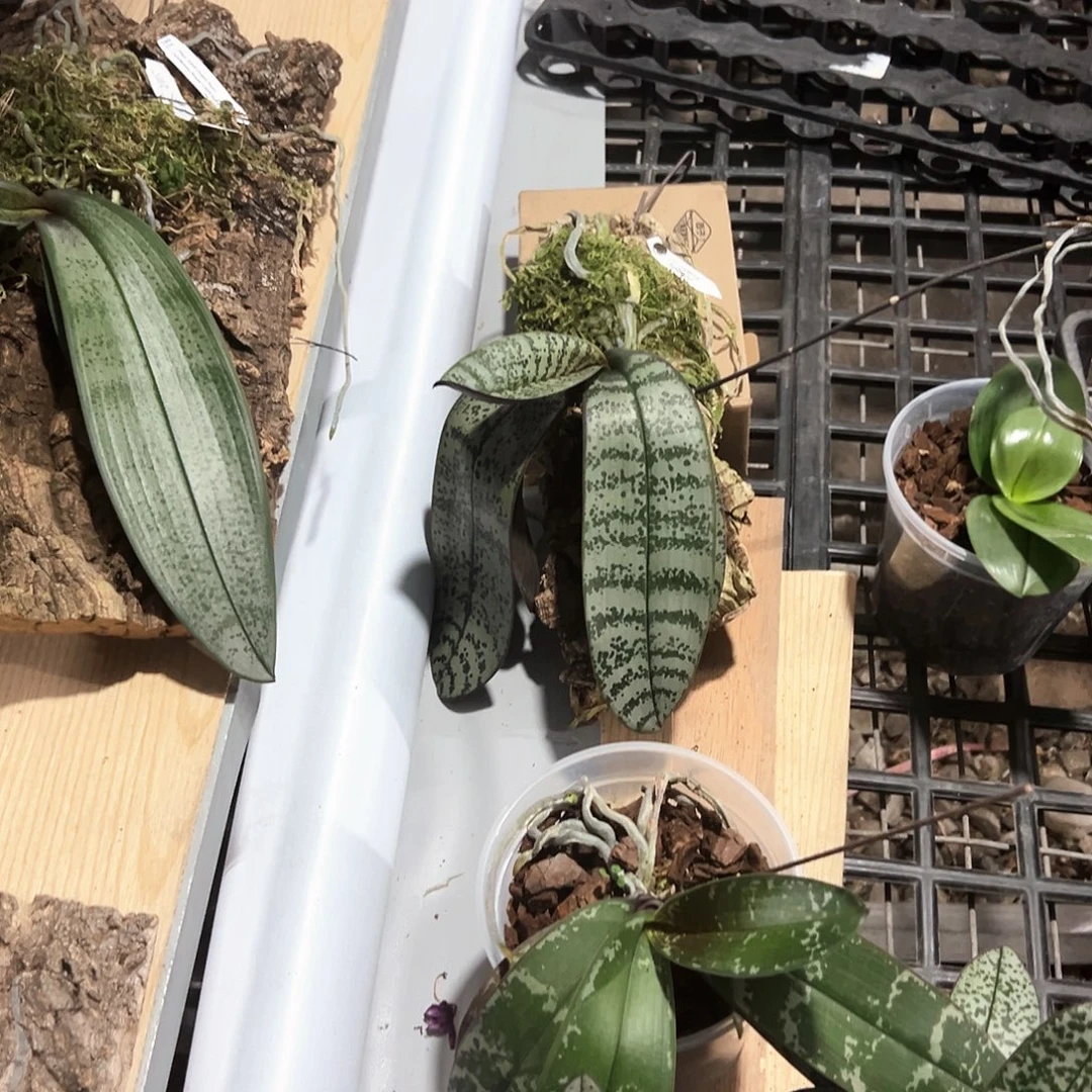 幸***运不开花植物银叶西板植