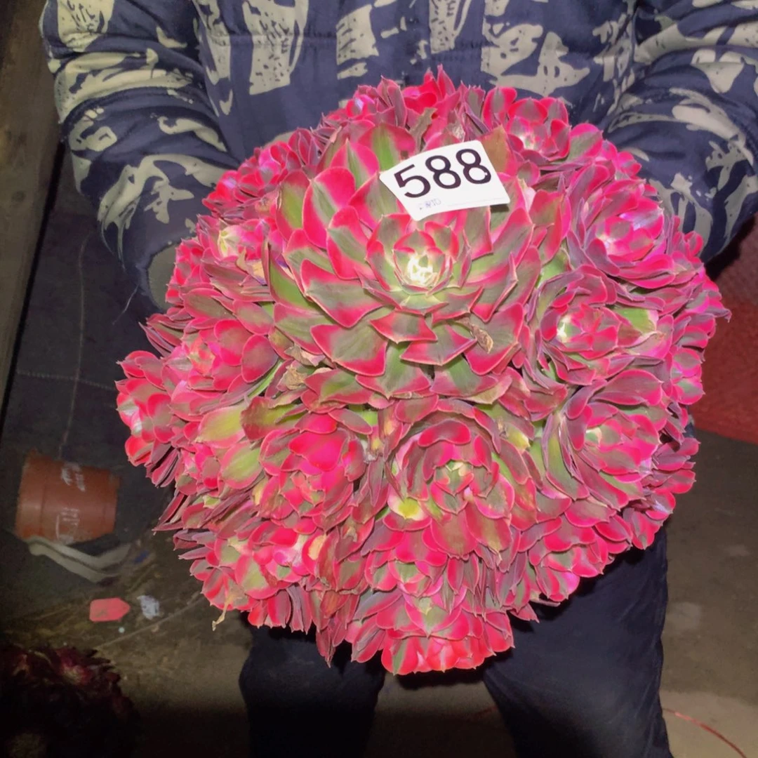 法师多肉植物588