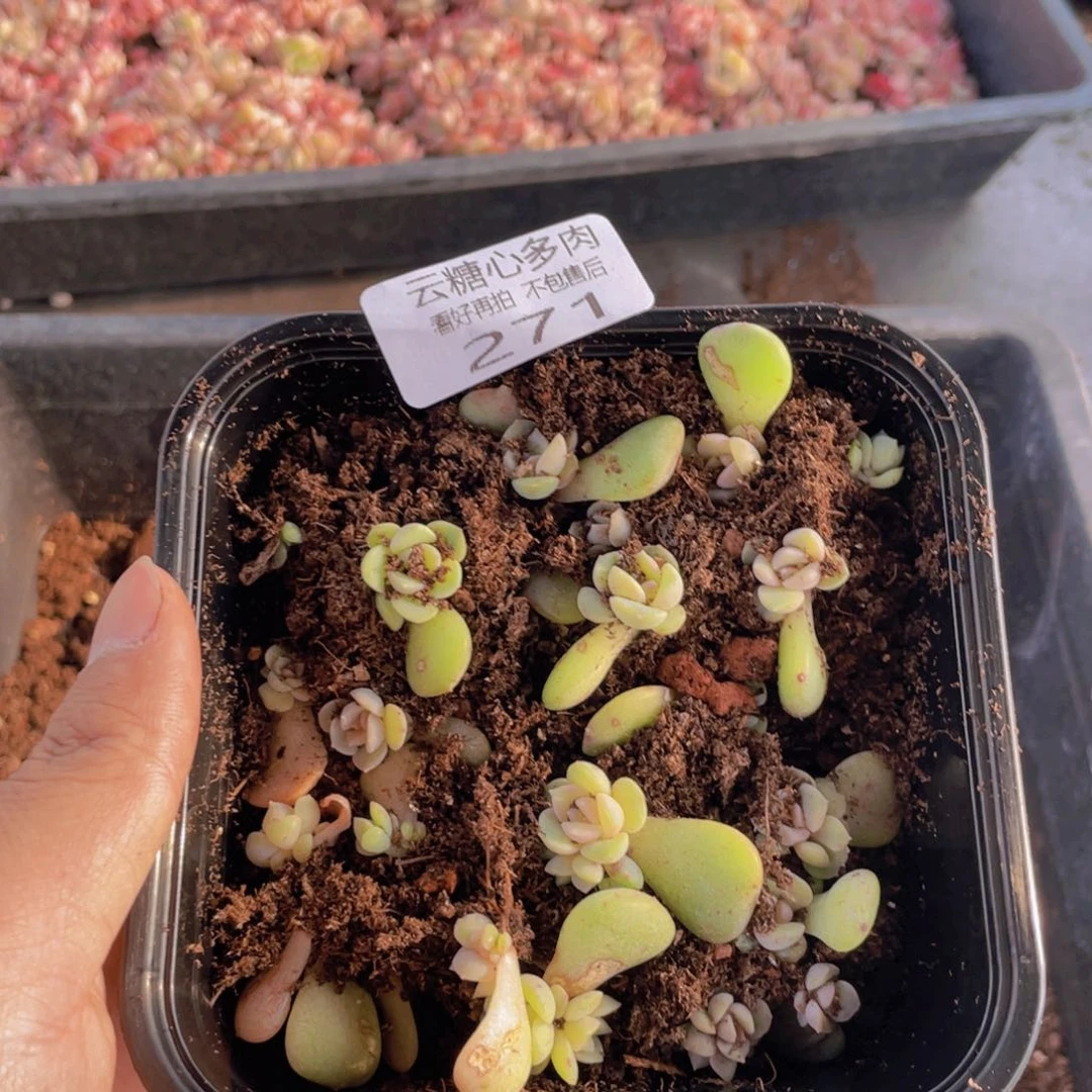 云糖心多肉植物271
