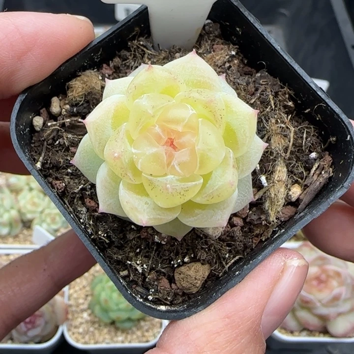 刘***王817号财富密码8888