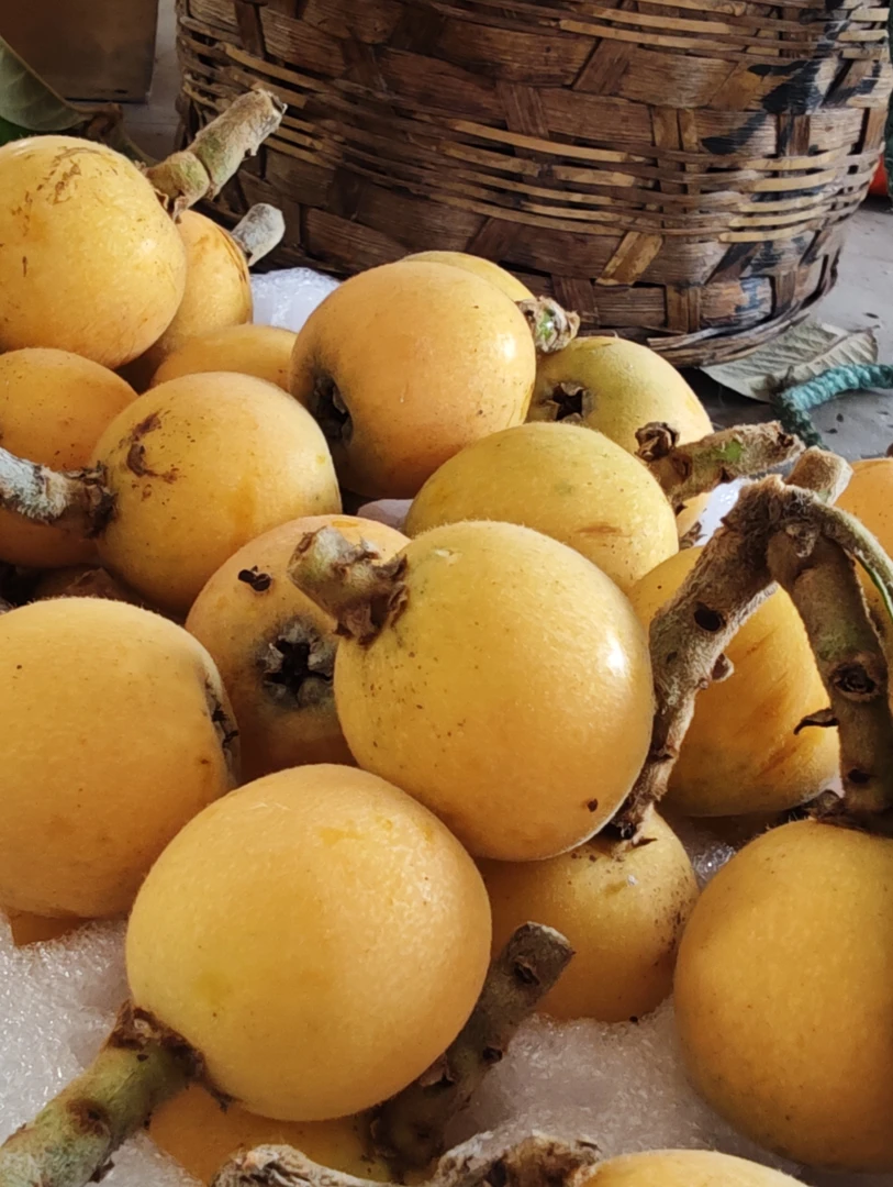 苏州西山青种枇杷大果炮头现摘现发顺丰发货