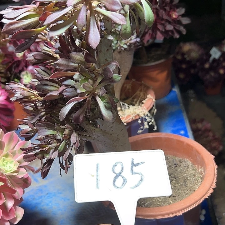 多肉植物黑法师缀花不售后