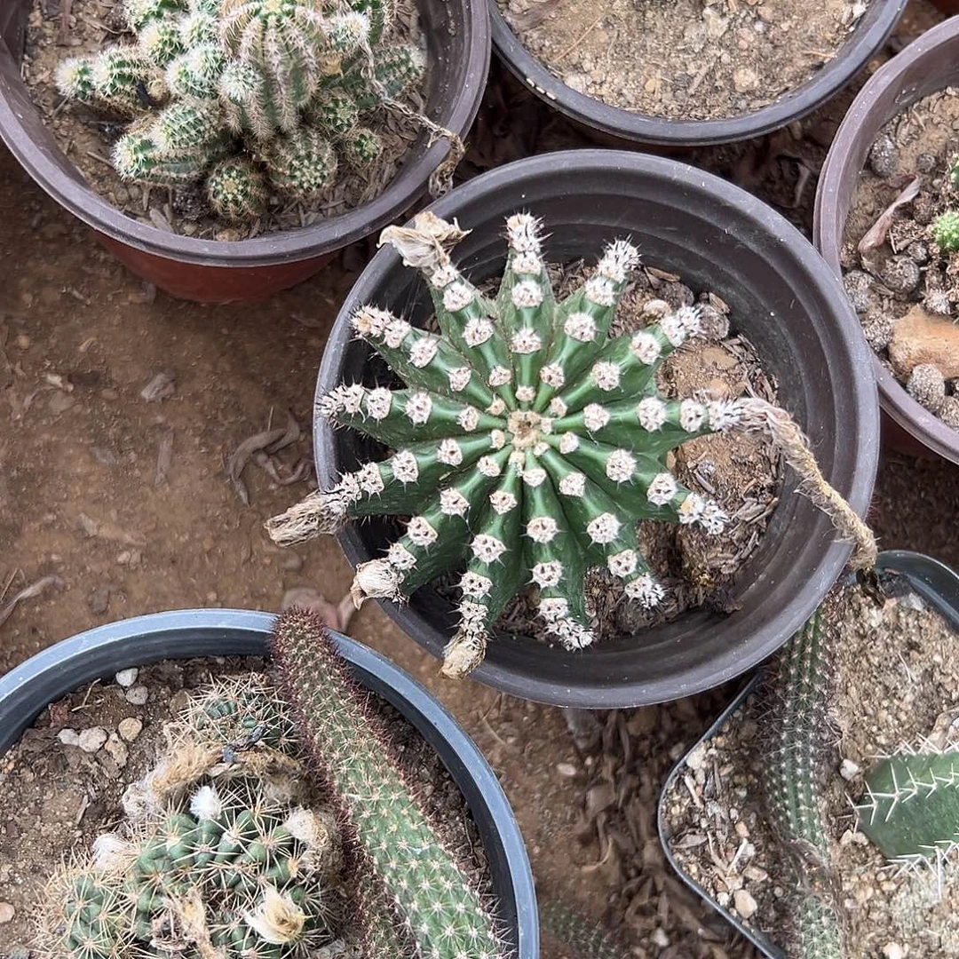 多肉植物多肉植物