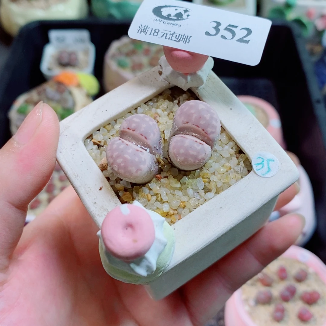 生石花花花花花花352