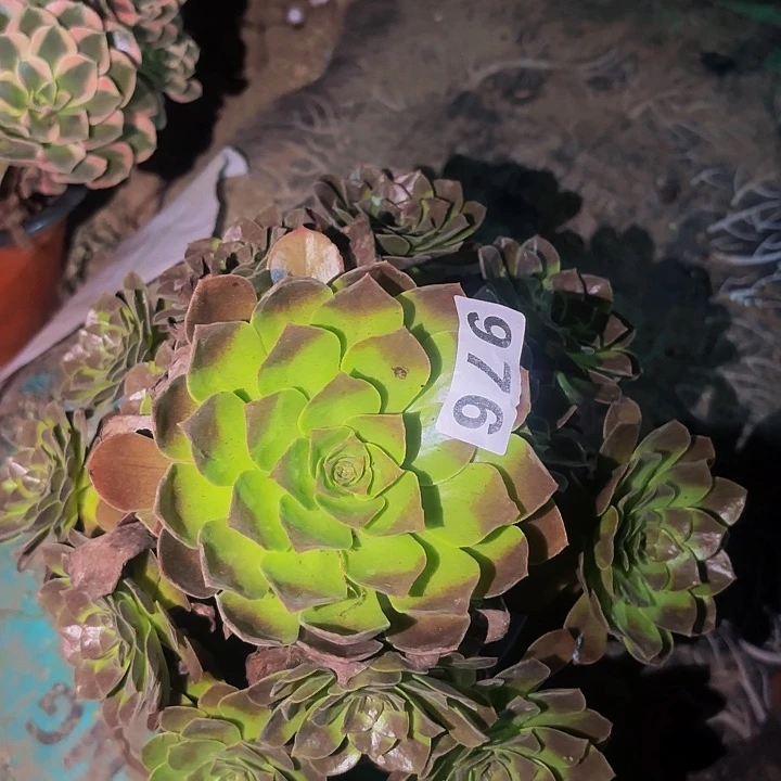 976桃花石多肉植物不售后