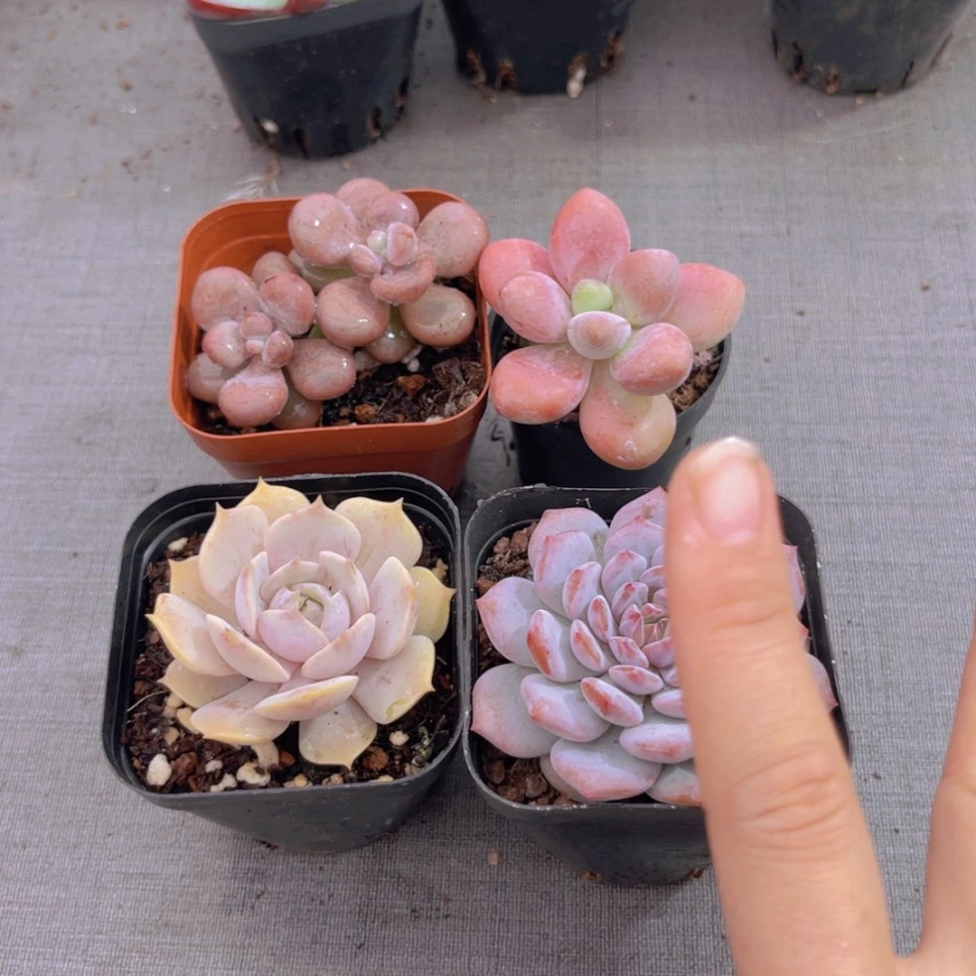 桃蛋。洛神 粉色。星星橙