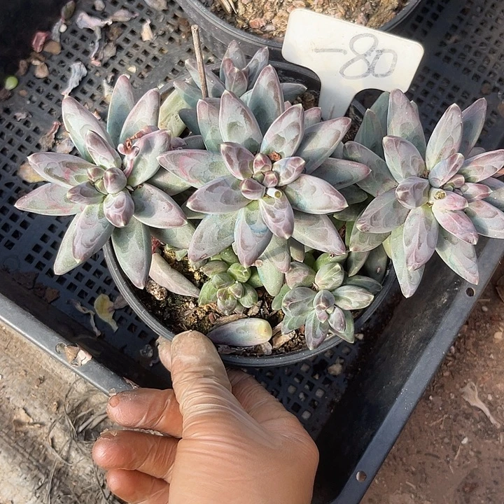 ****戒两单包邮，一物一拍80