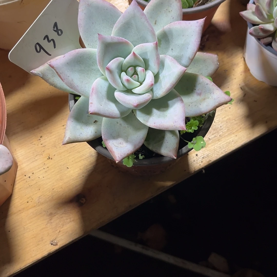 芋***糖0000000000000000938