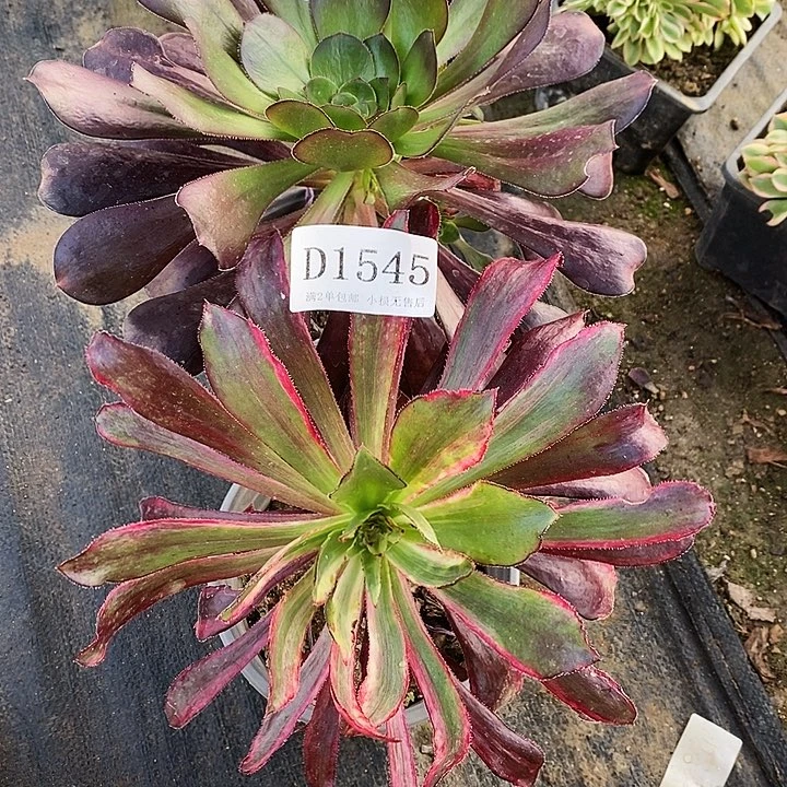 1546、45法师多肉2颗