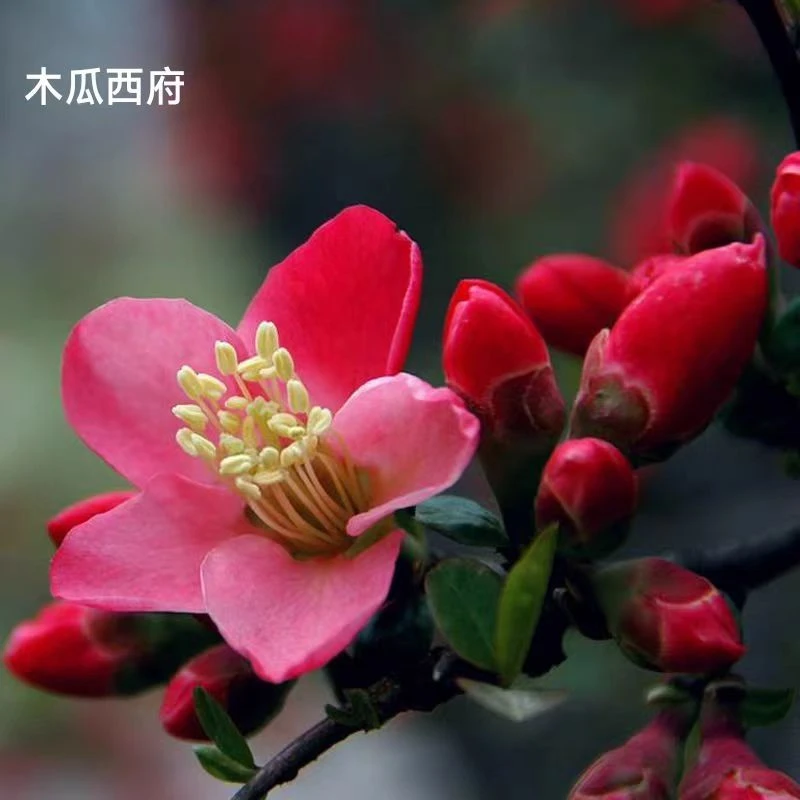 木瓜西府海棠花盆栽盆景老桩庭院阳台盆栽植物