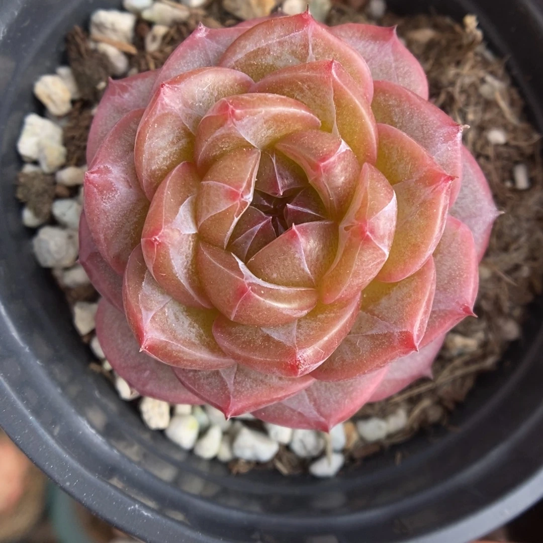 魅影珍妮353号。