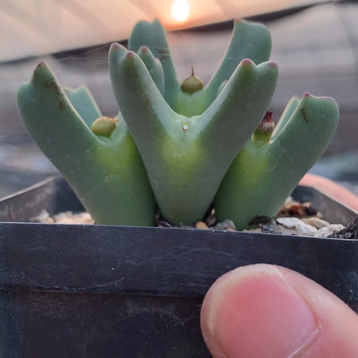 精品多肉植物精品鹿角少将眼睛