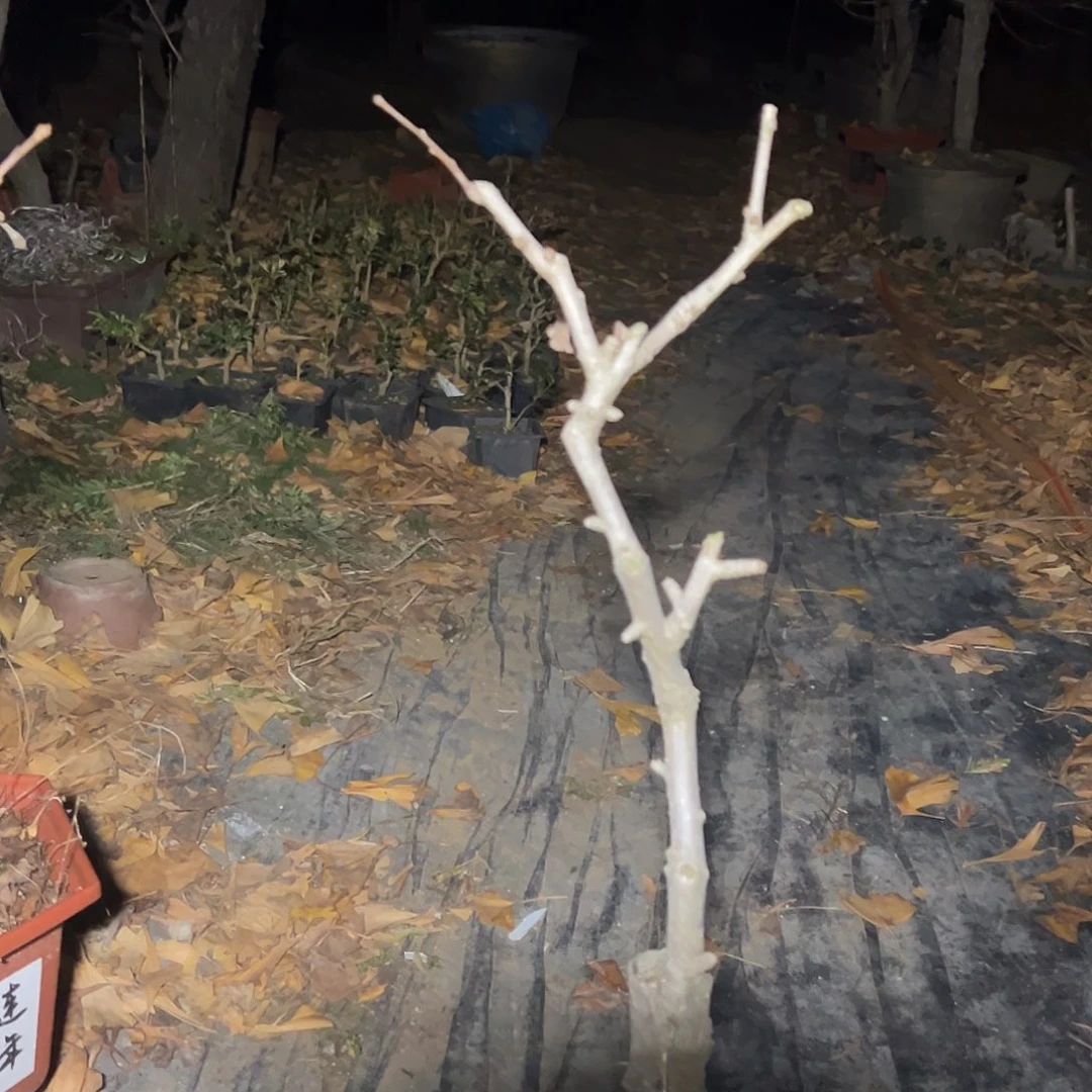 沁***化无花朵银杏盆景是以植物