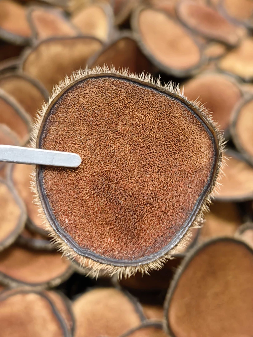 东北鹿乡梅花鹿上段红粉片可煲汤泡酒煮粥打粉