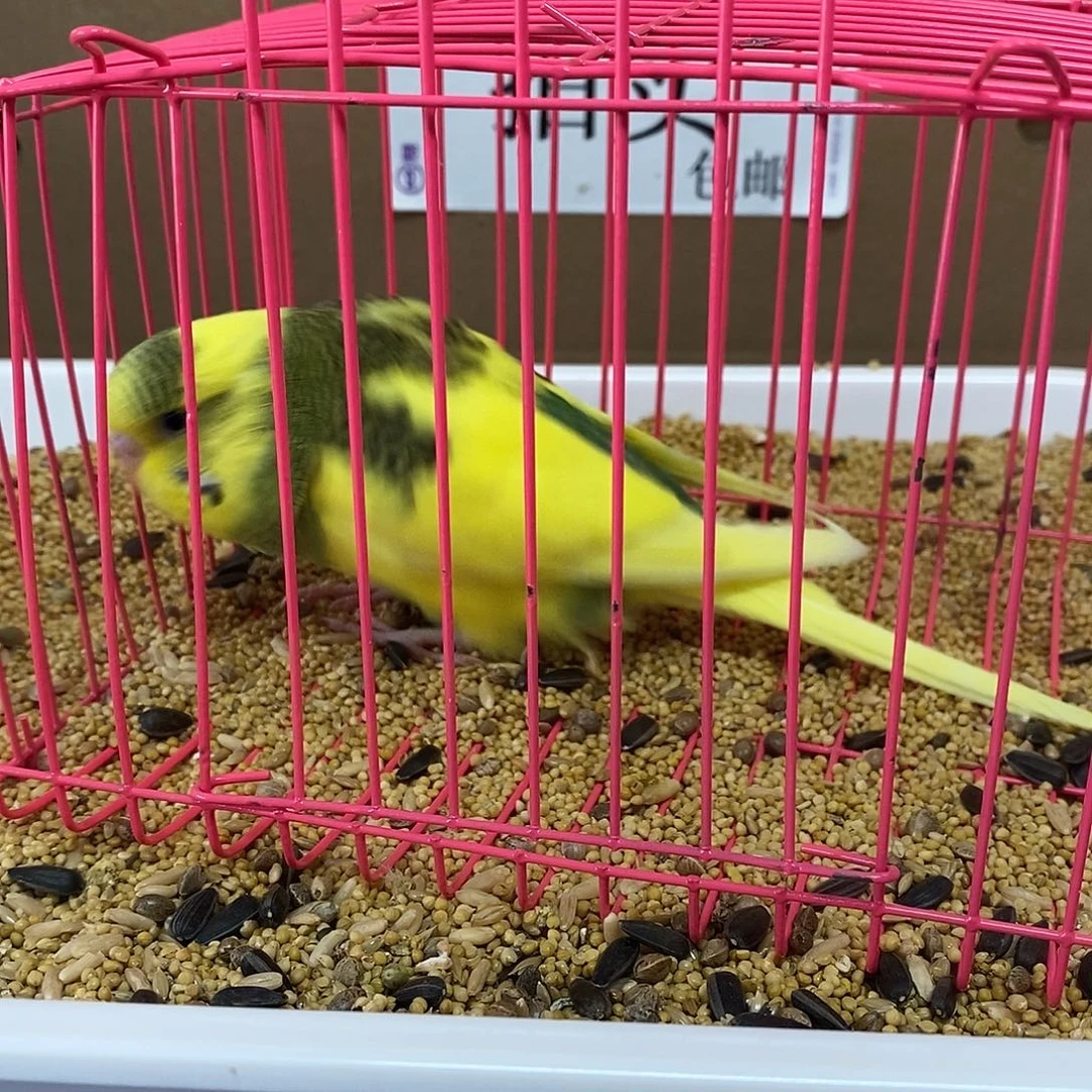 虎皮鹦鹉大头虎皮
