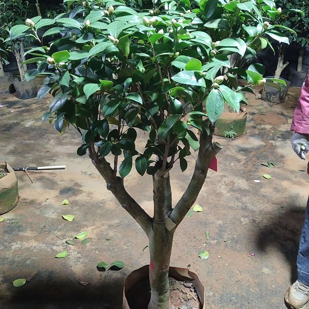 全部花苞F****E音乐城市不包邮