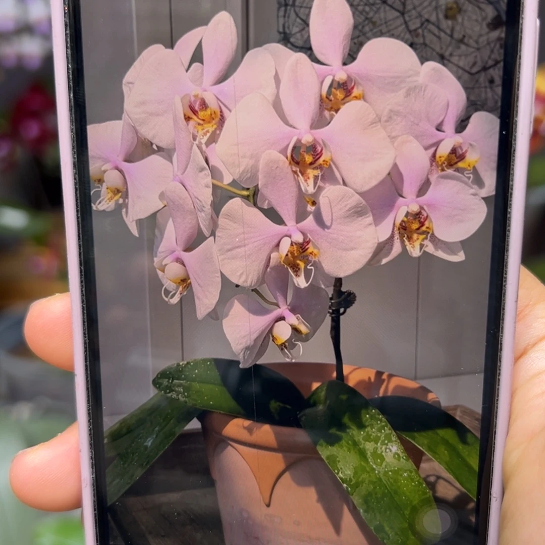 当前无花栽培后可以开花泗水阿嬷抽梗苗