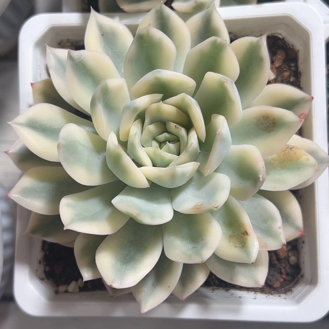 月亮仙子锦大单头