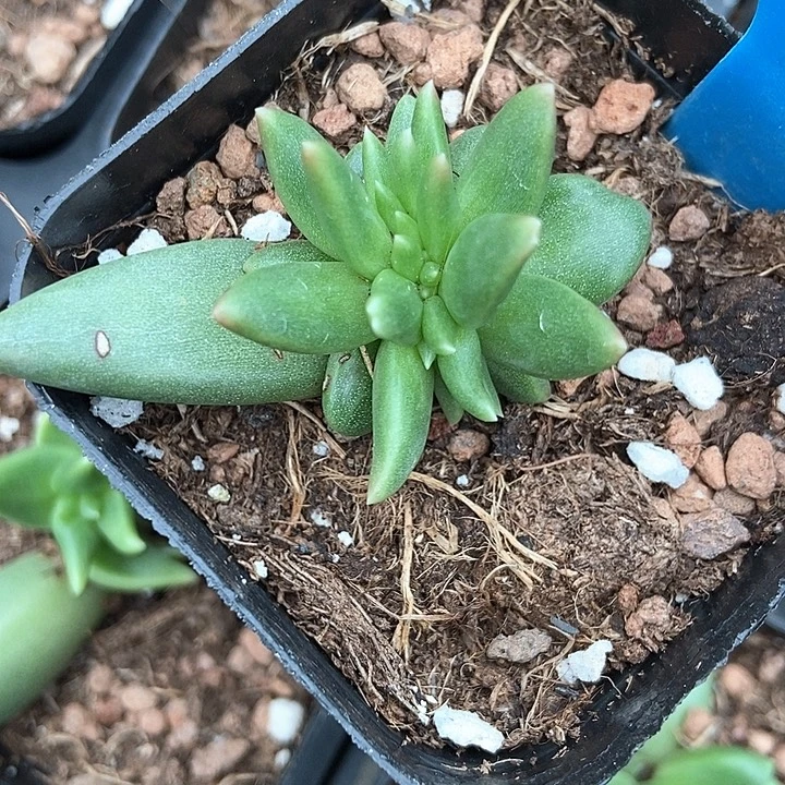 多肉植物布丁缀861多肉