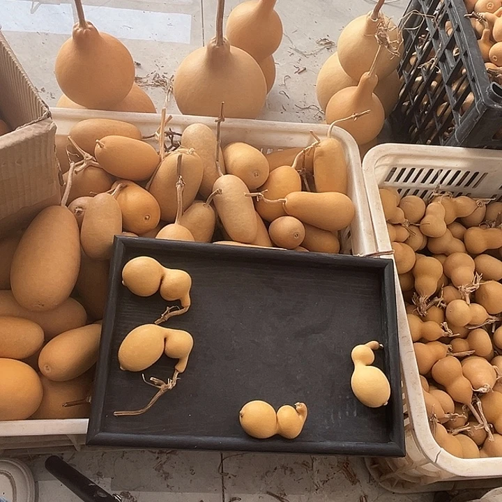 胖墩漂亮厚皮大响籽