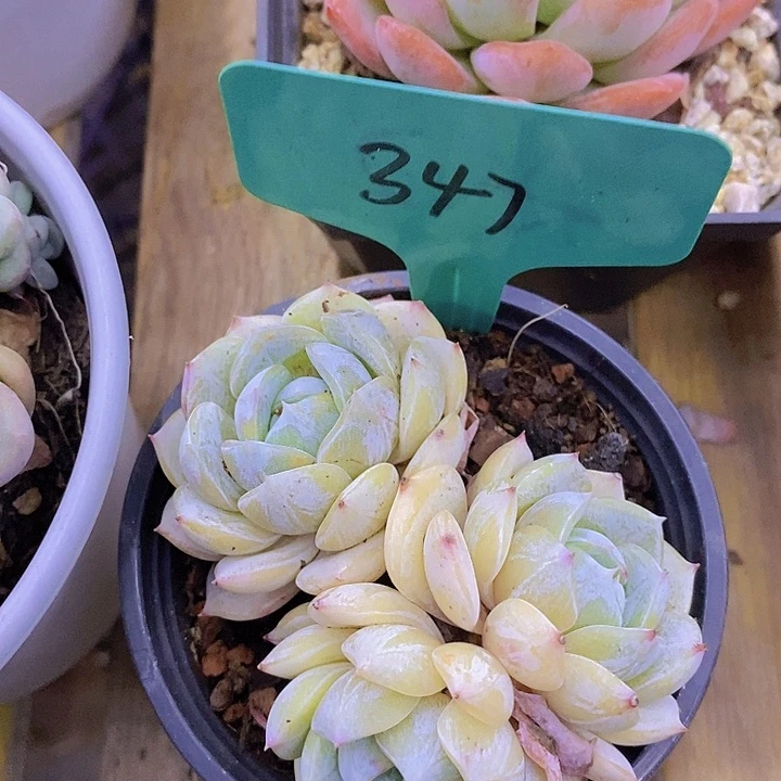 开心多肉植物多肉