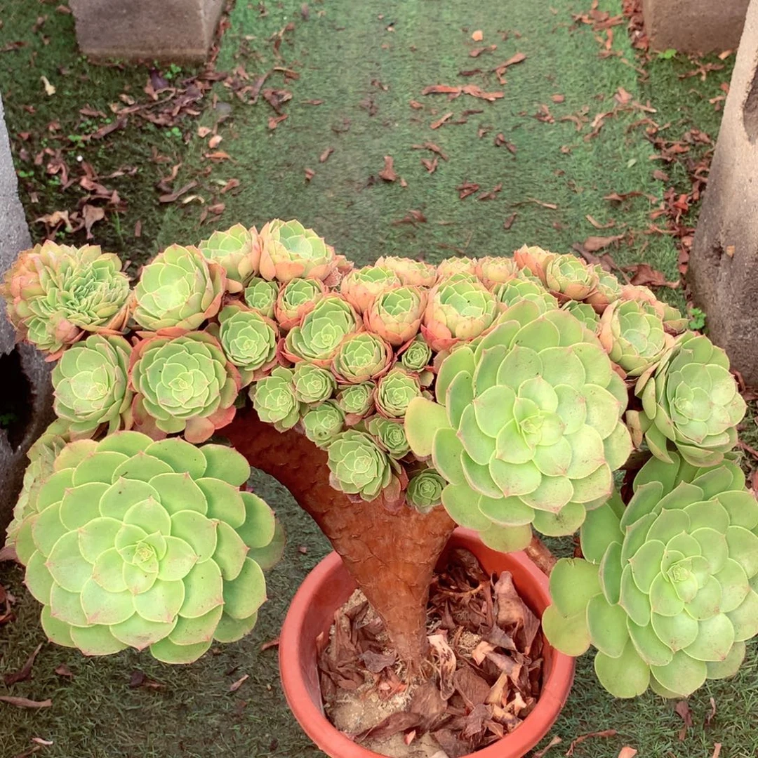 万缀朵朵，多肉植物