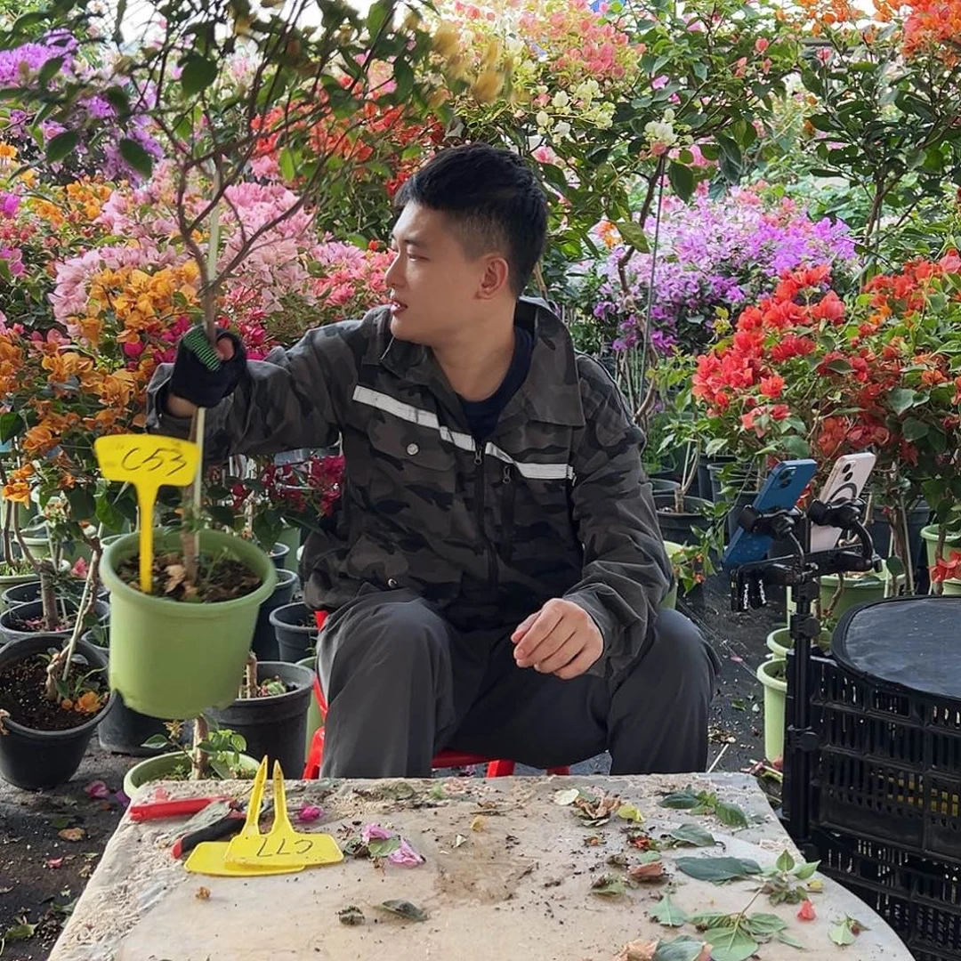 月***月大部分花苞少量开放C53苏瓦娜