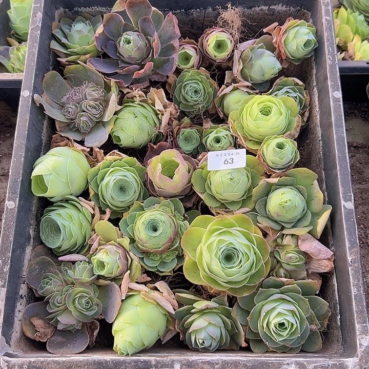 山地玫瑰多肉植物63