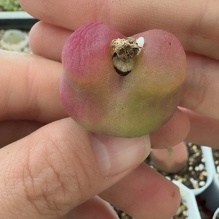 老马生石花蟠桃1902