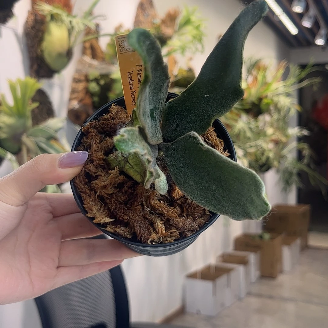 不开花植物wannasiqi石化孢子苗