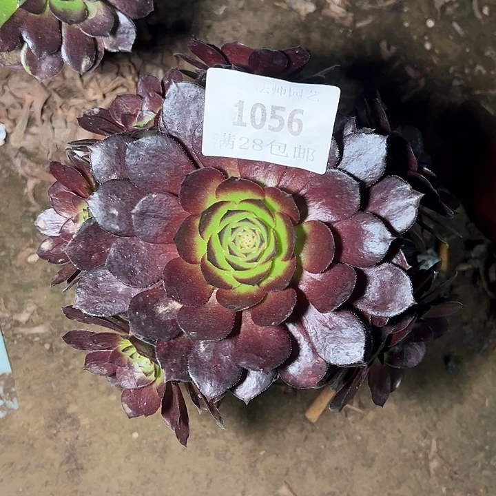 1056黑美人多肉植物