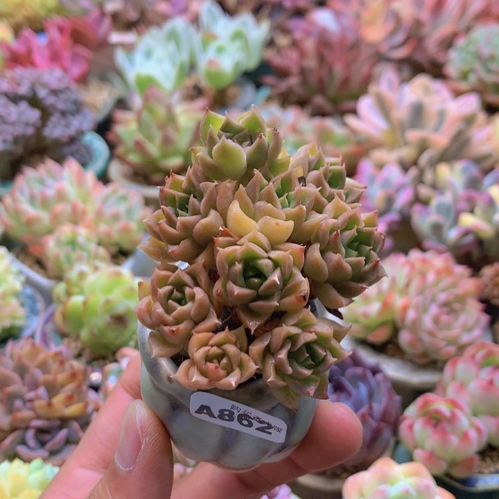 一物一拍含盆土满38包邮A862