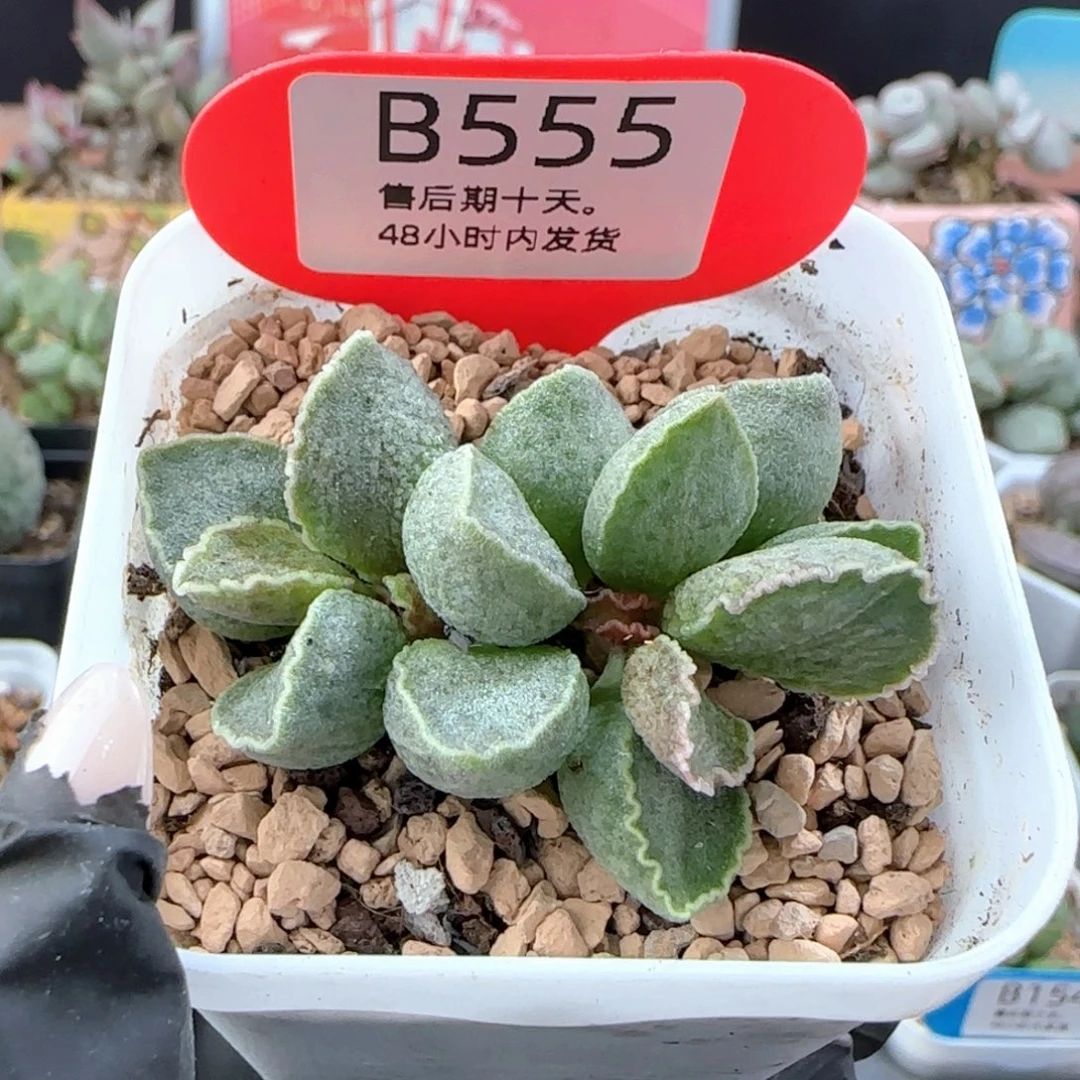 鲍鱼短叶。     555。