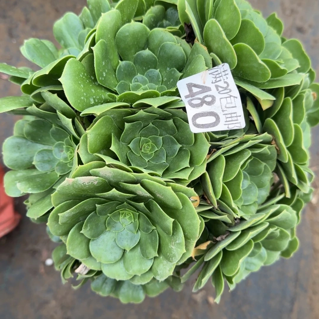 绿羊绒480满20包邮断枝不包