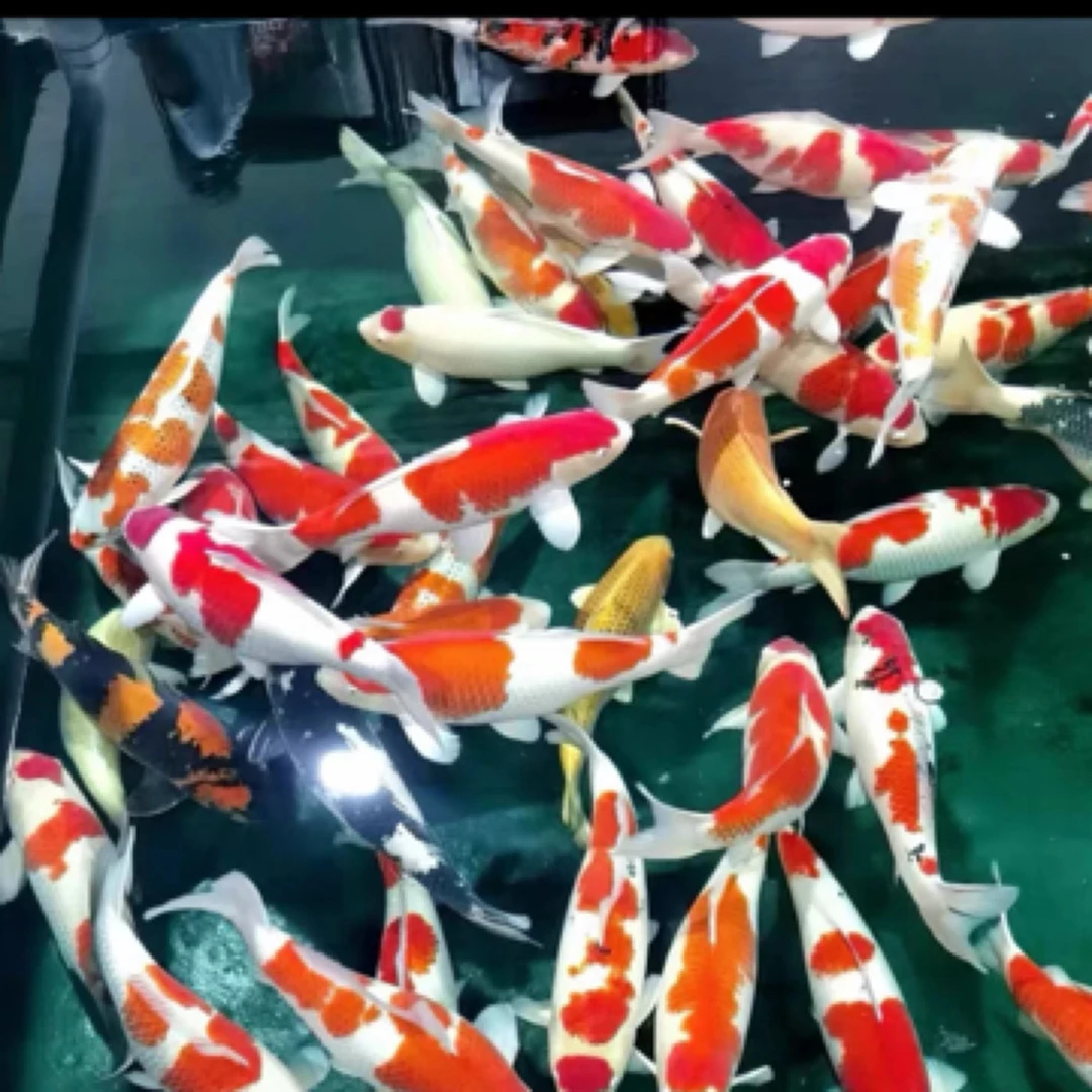 锦鲤冷水观赏鱼7-9公分 9条（到手7条备损2条）包邮 不指定颜色