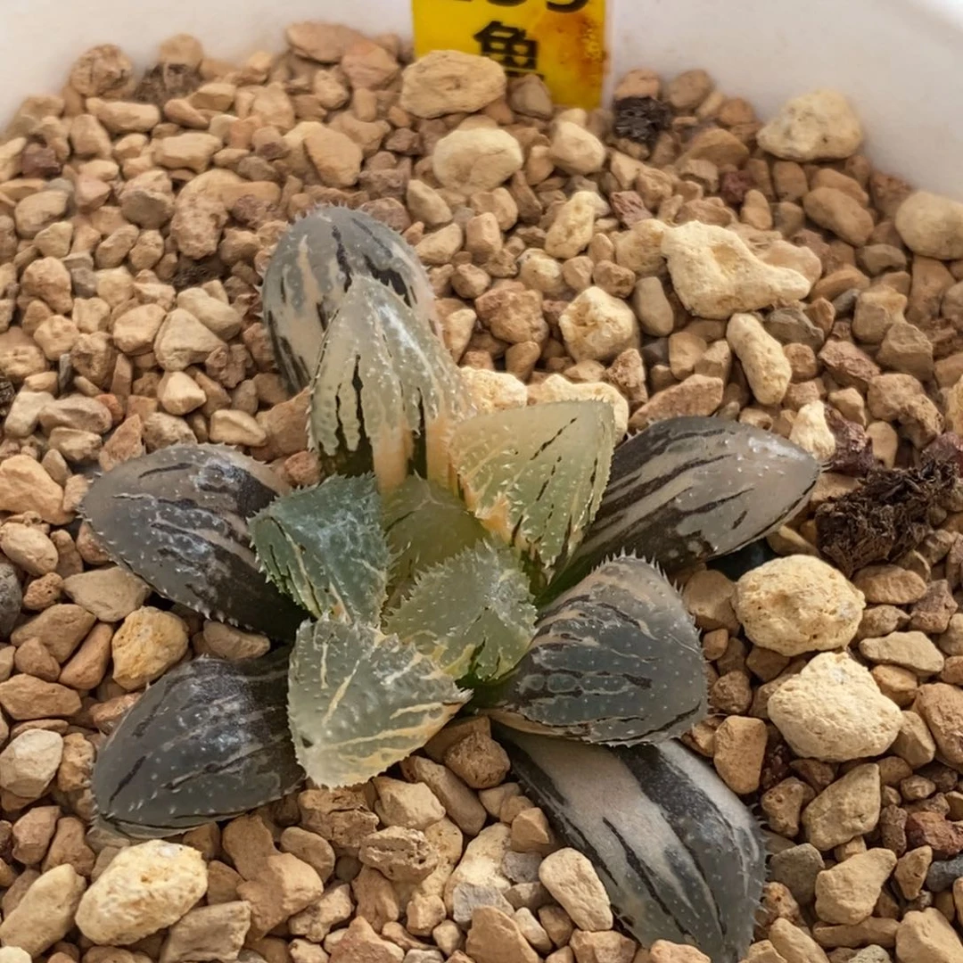 259号魔刺玉露锦锦