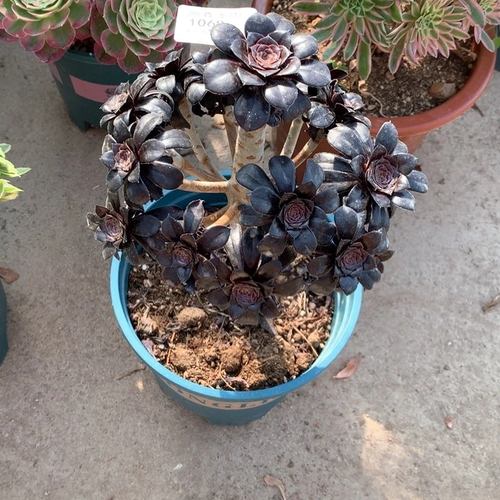 1068墨法师多肉植物特价不售后