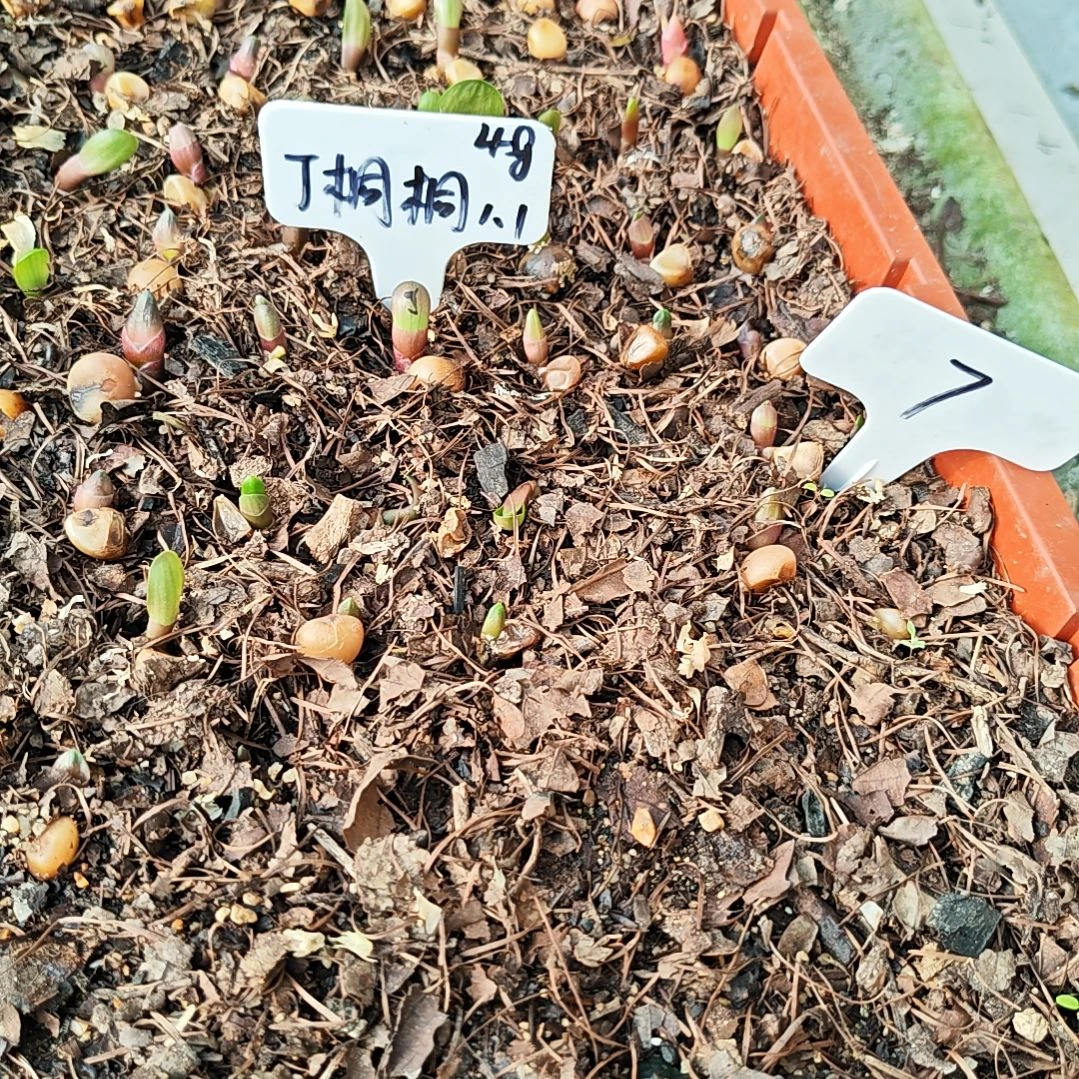 完全开放君子兰一年