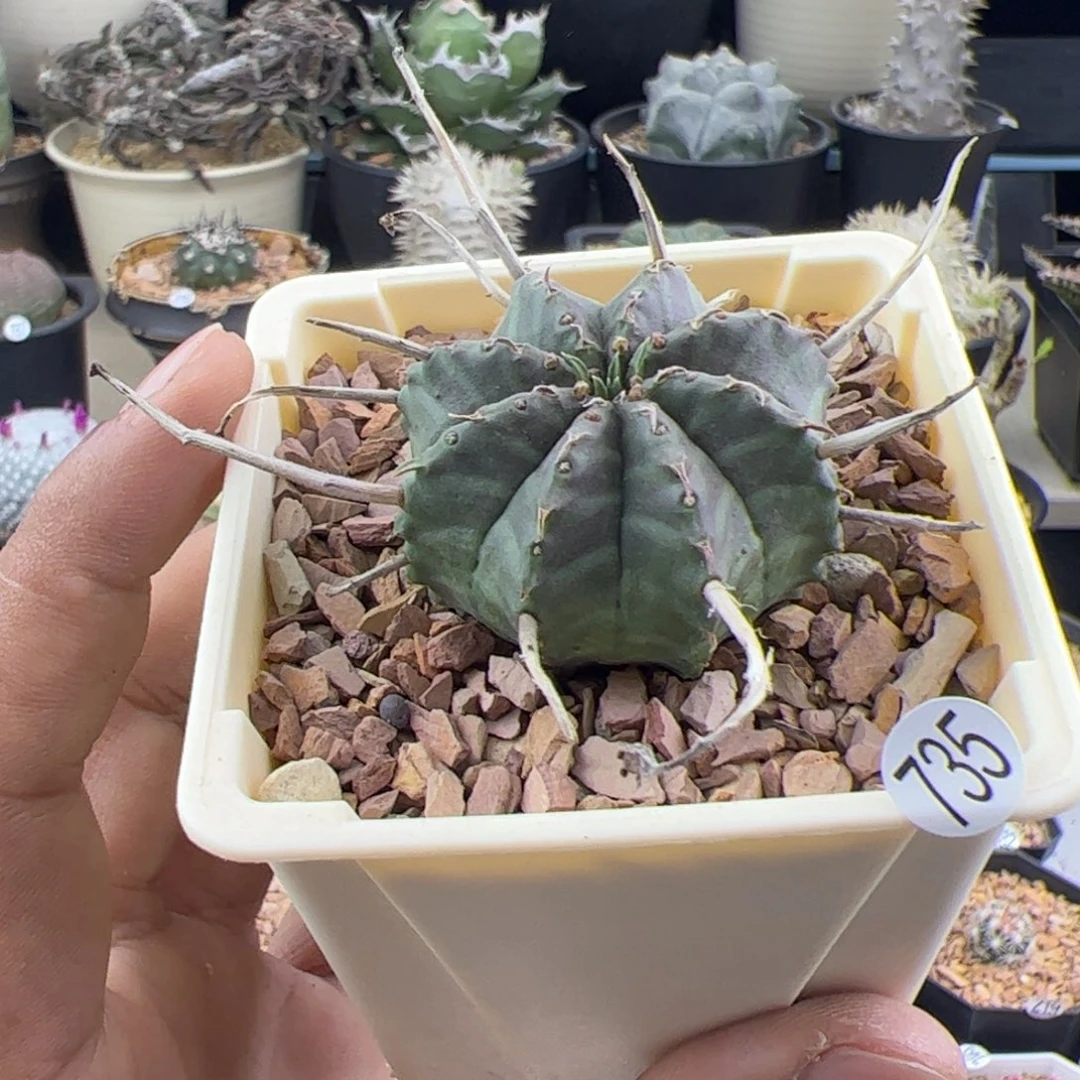 法丽达大戟3.8一物一拍735