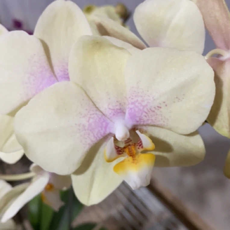 蝴蝶兰【泰坦尼克126】 3.5寸精品 带花发货 基地直发