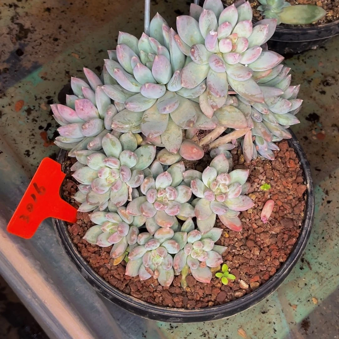 3016号晚上多肉植物群生