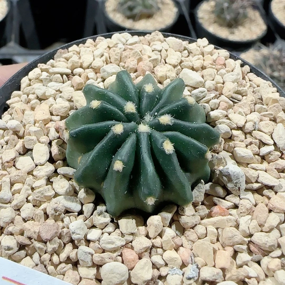 无刺凌波 实生仙人球807