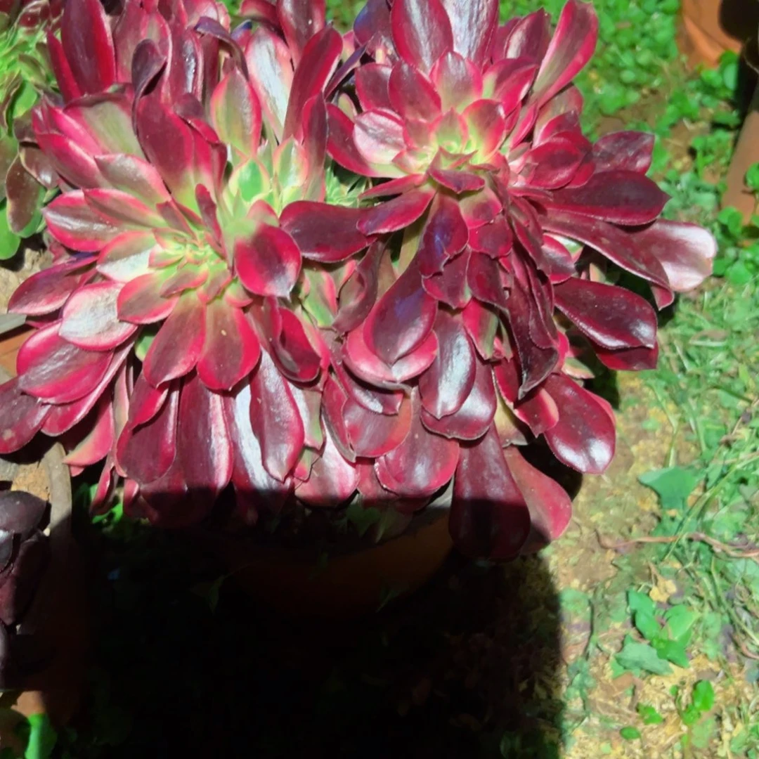 347 号多肉法师新年福利