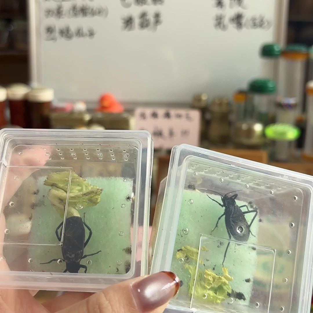 两条电报 不包断须尾